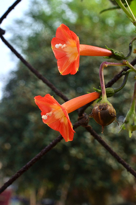 �����ƳȺ����� (8).JPG