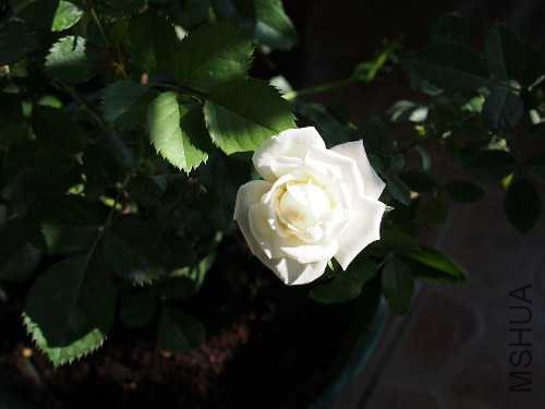 PB103807.JPG