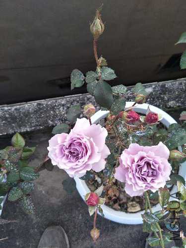 IMG20171104082453.jpg
