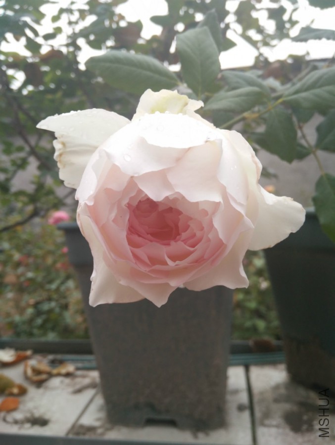 ΢��ͼƬ_20171114104350_meitu_8.jpg