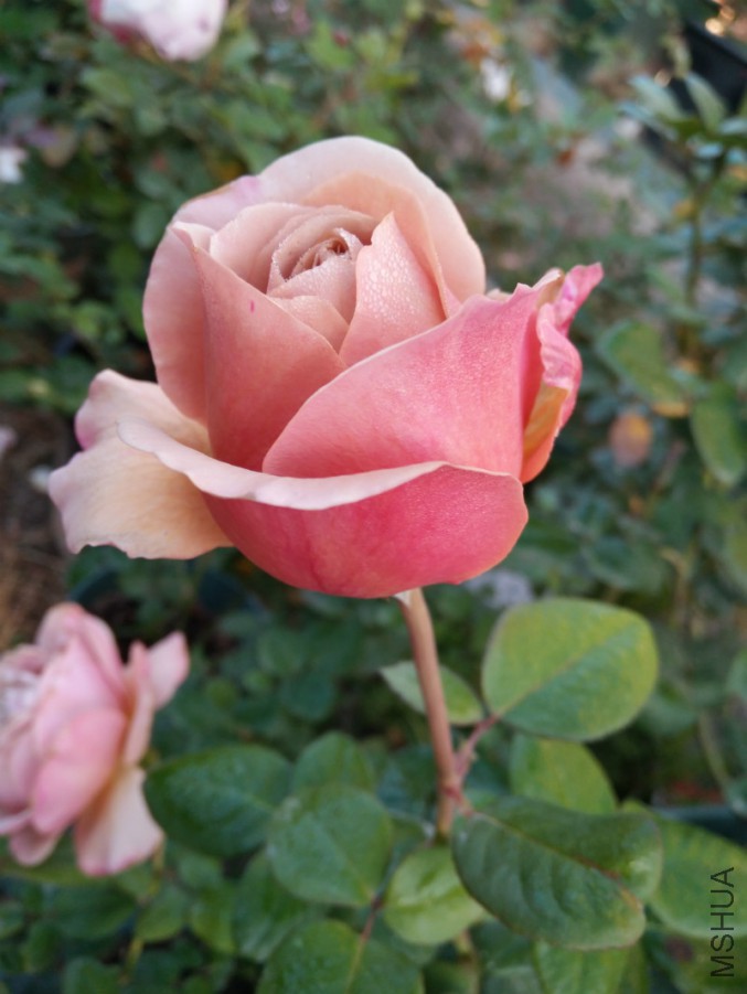 ΢��ͼƬ_20171114104401_meitu_6.jpg