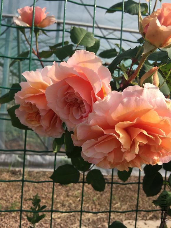 ��ά������