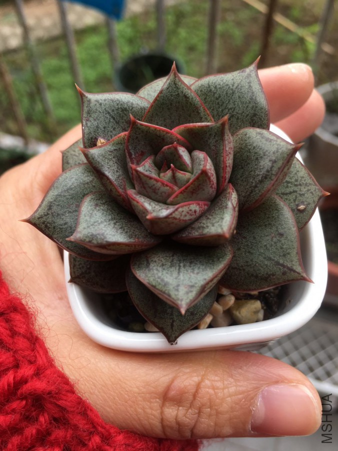 �Ӳ϶����������ڵ�С����