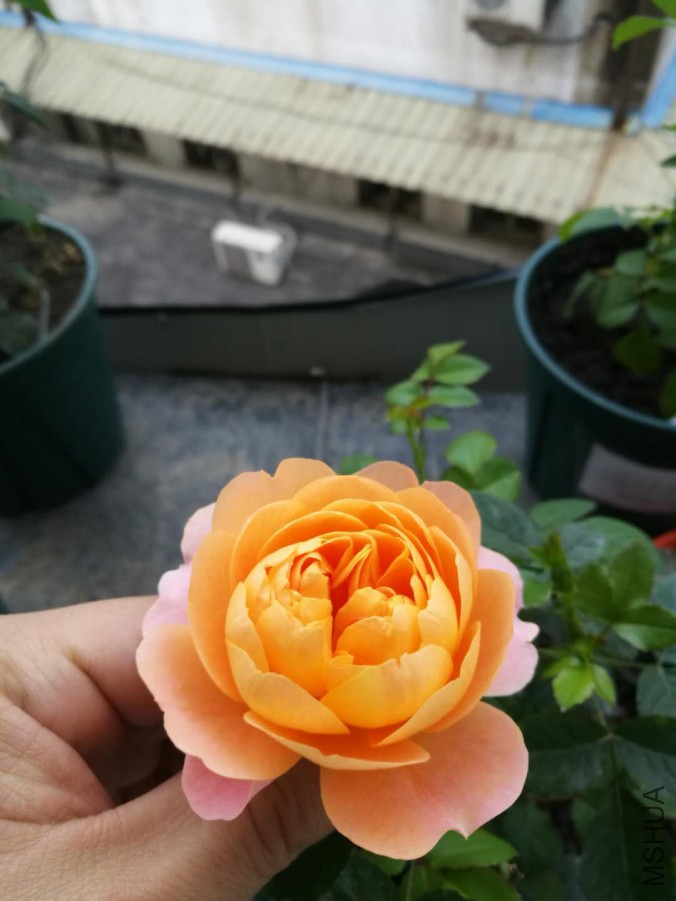 webwxgetmsgimg (2).jpg