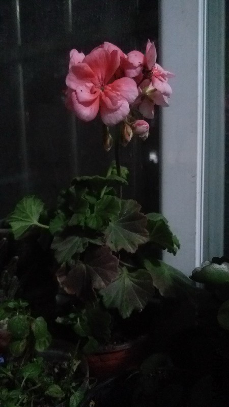 20171115_1.jpg