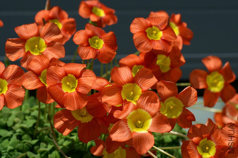 Oxalis inaequalis.jpg