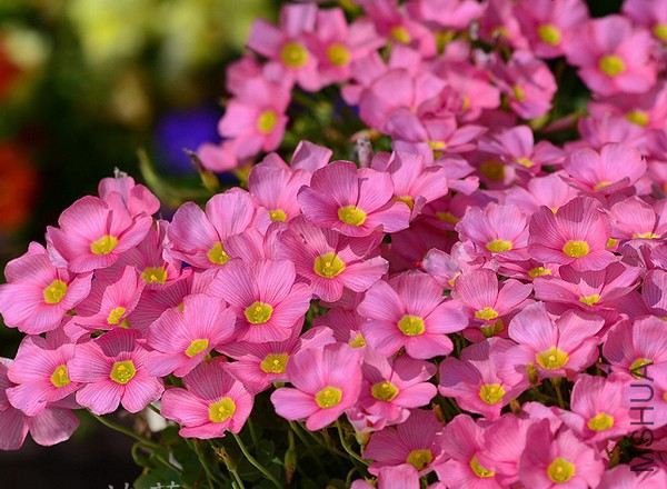 oxalis ob bright pink.jpg
