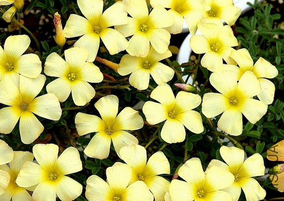 Oxalis obtusa high yellow.jpg