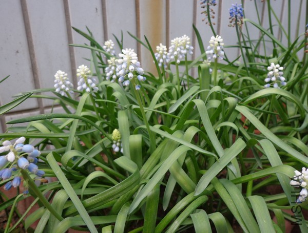 DSC04310.JPG
