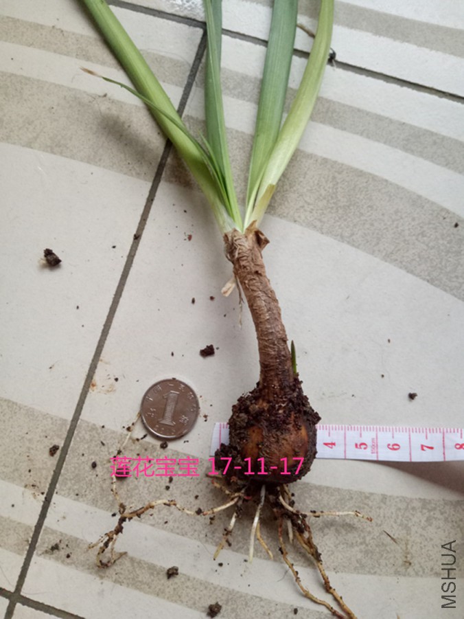 IMG20171117102821.jpg