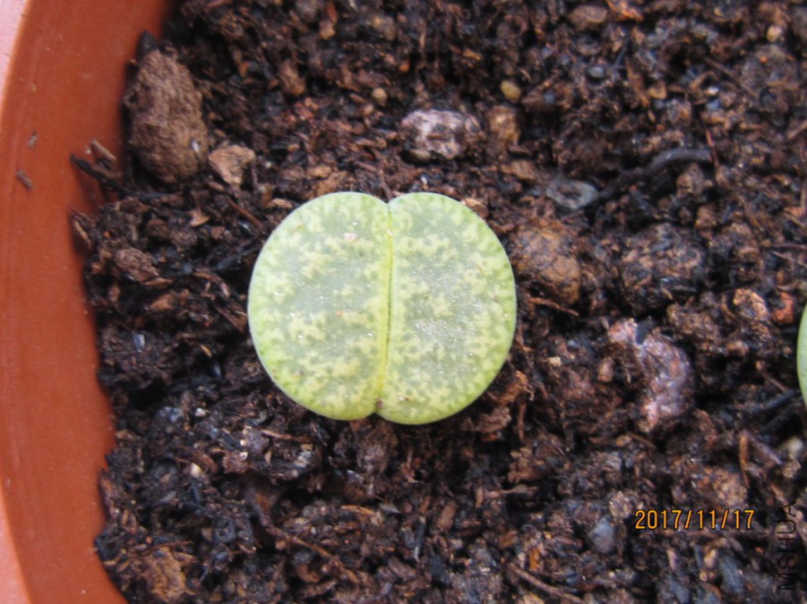 IMG_0011_1067x800.JPG