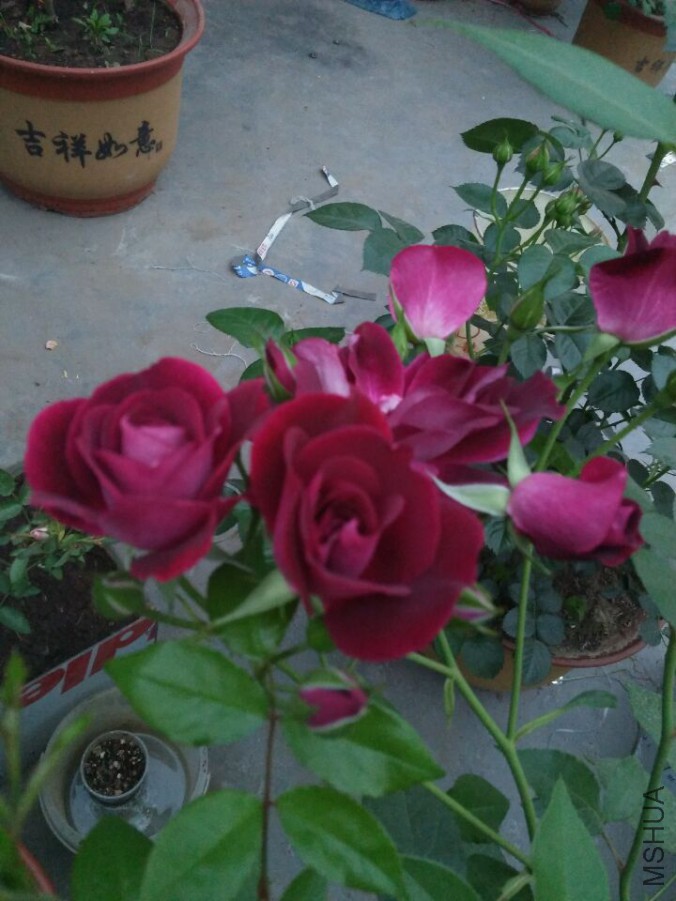 FD1CEB795297136075DA1243412B6BF2.jpg