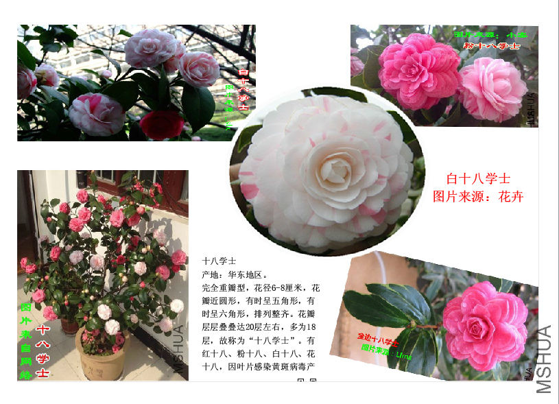 QQ��ͼ20171121103820.png