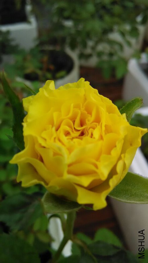 140548w596h562n77m96yk.jpg