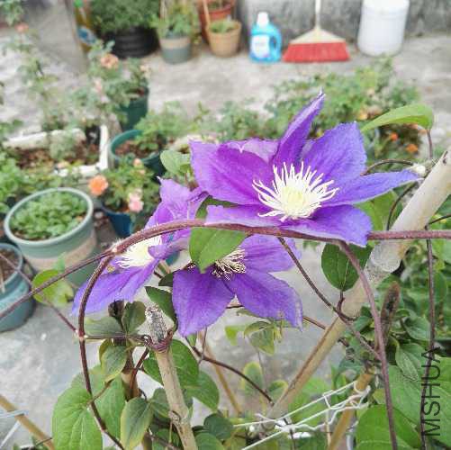 IMG_20171118_135931.jpg