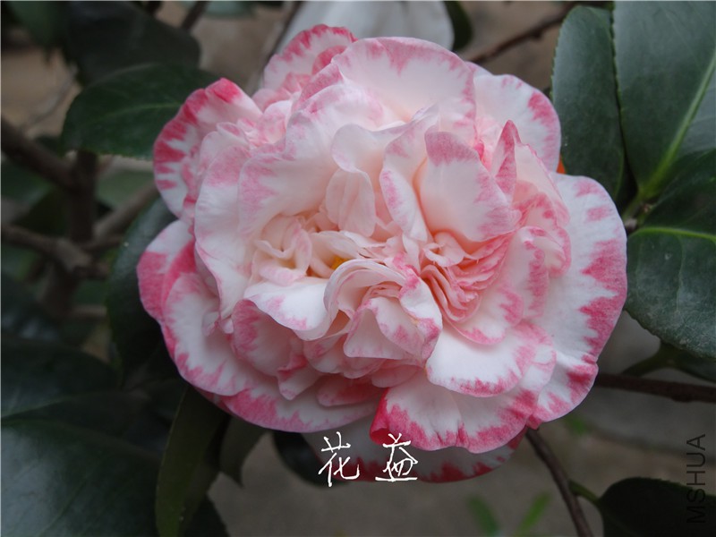 DSC03076.jpg