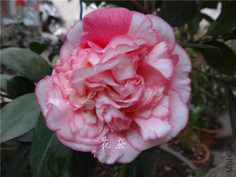 DSC03080.jpg