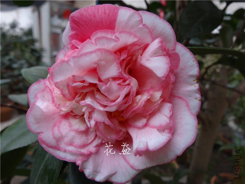 DSC03078.jpg