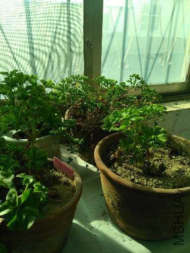 IMG_20171125_104214.jpg