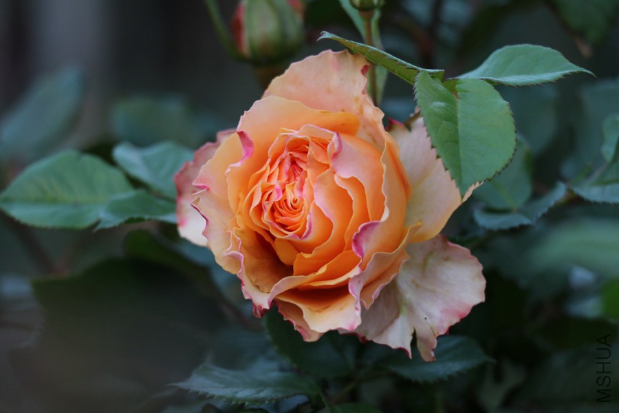 IMG_9005.jpg
