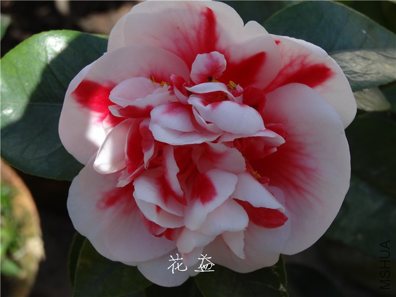 DSC03090.jpg
