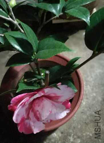 IMG_20171128_202744.jpg