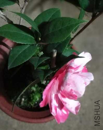 IMG_20171128_203345.jpg