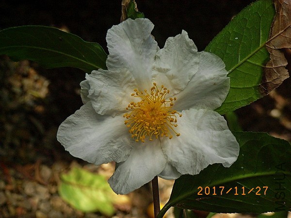 ���״����a2.jpg