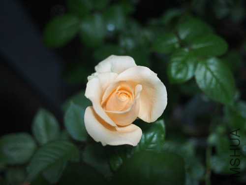 PB173883.JPG