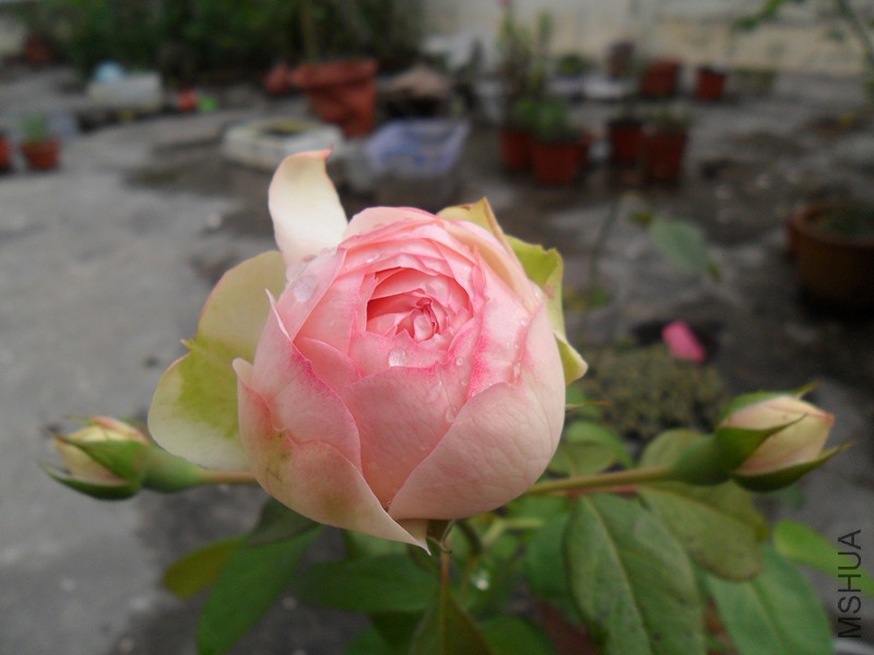 SAM_7815_����.jpg