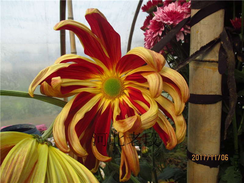 2017�ջ�11.6 040.jpg