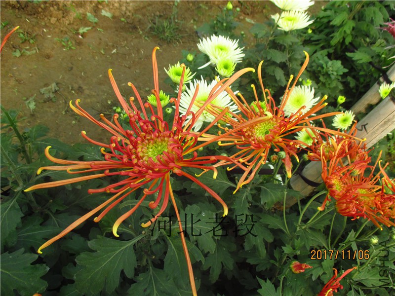 2017�ջ�11.6 026.jpg