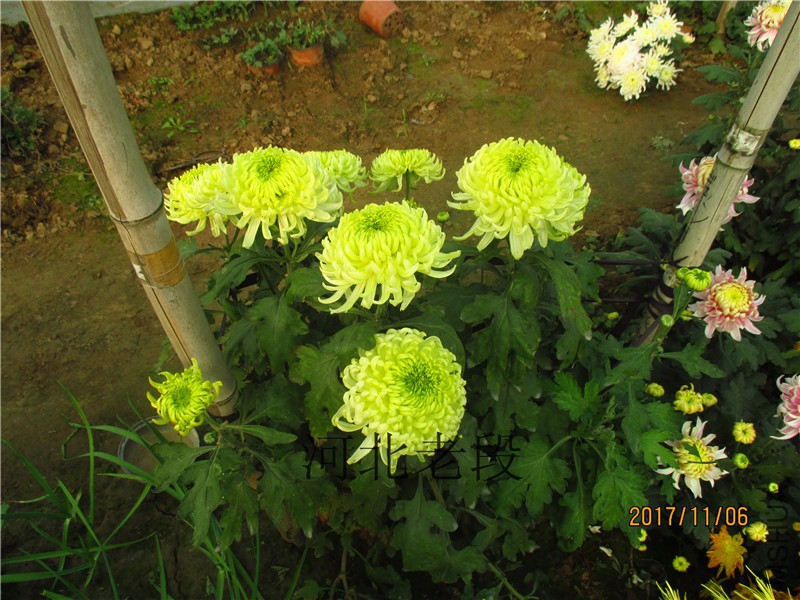 2017�ջ�11.6 027.jpg