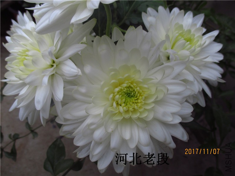 2017�ջ�11.7 010.jpg