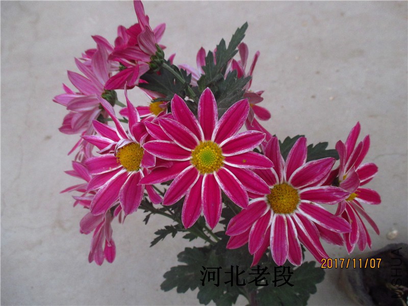 2017�ջ�11.7 011.jpg