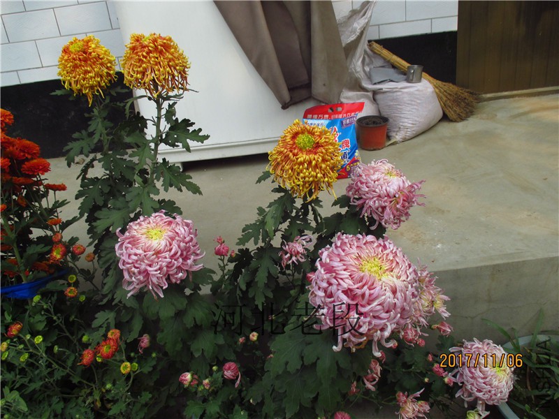 2017�ջ�11.6 056.jpg