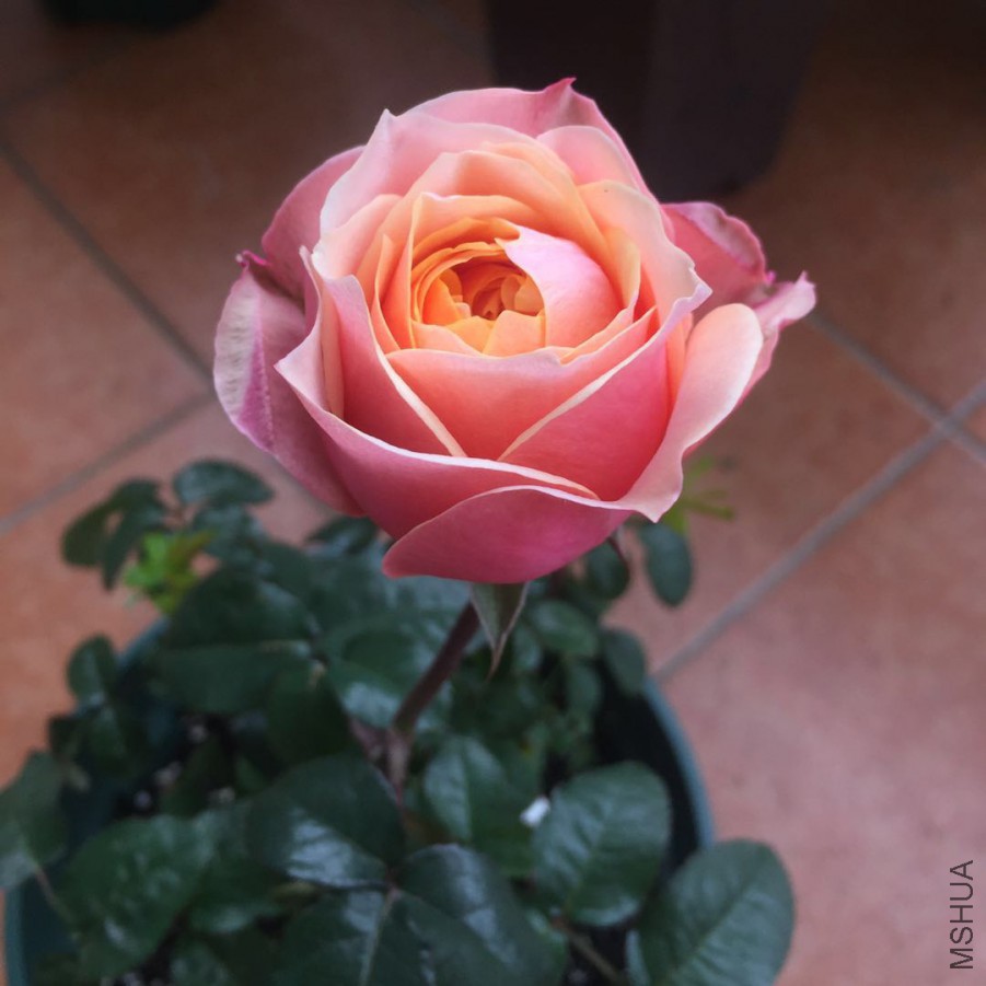΢��ͼƬ_20171201143618.jpg
