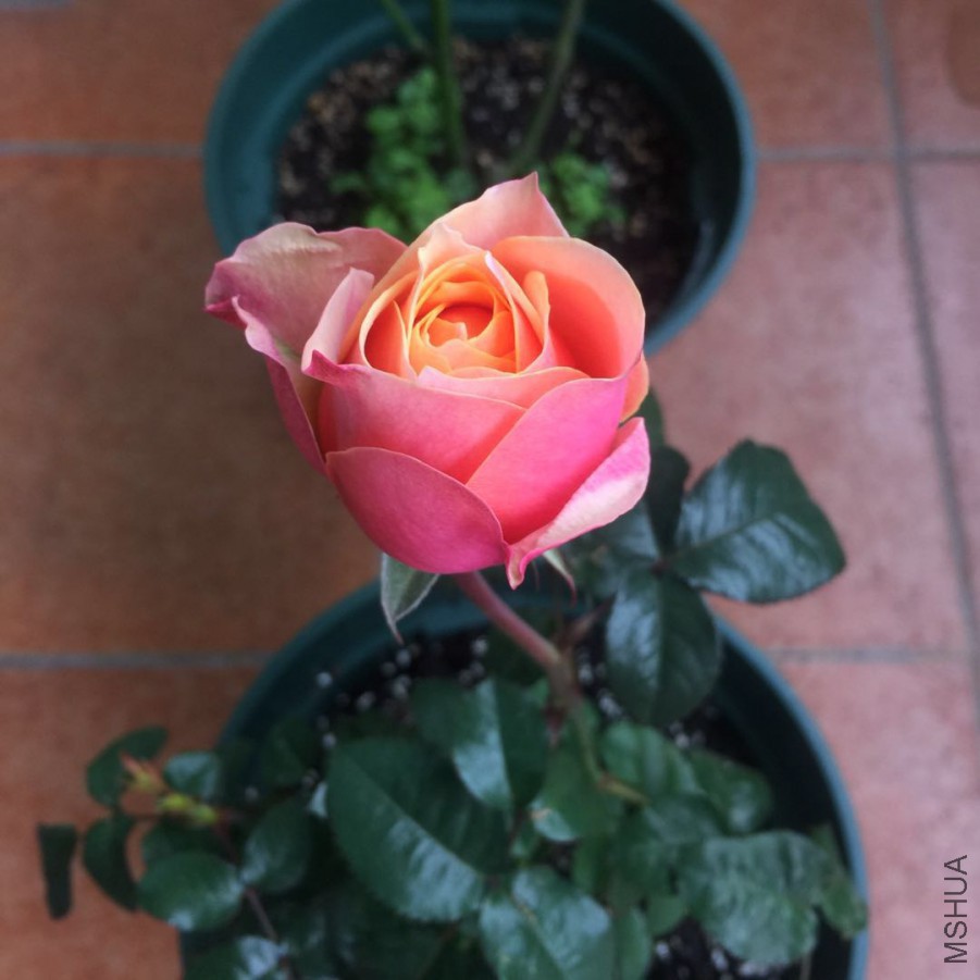 ΢��ͼƬ_20171201143605.jpg