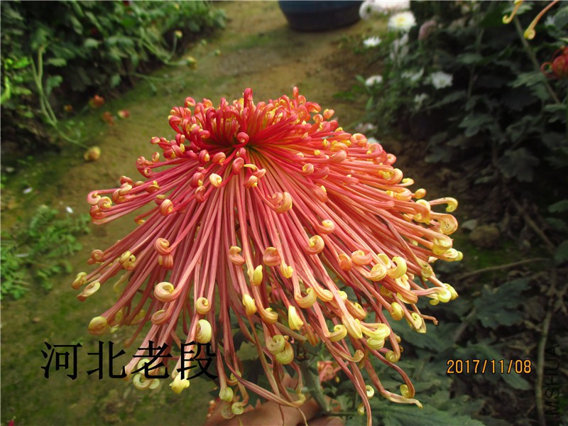 2017�ջ�11.8 029.jpg