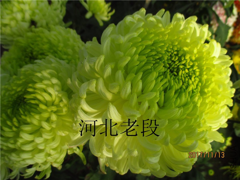 2017�ջ�11.13 029.jpg