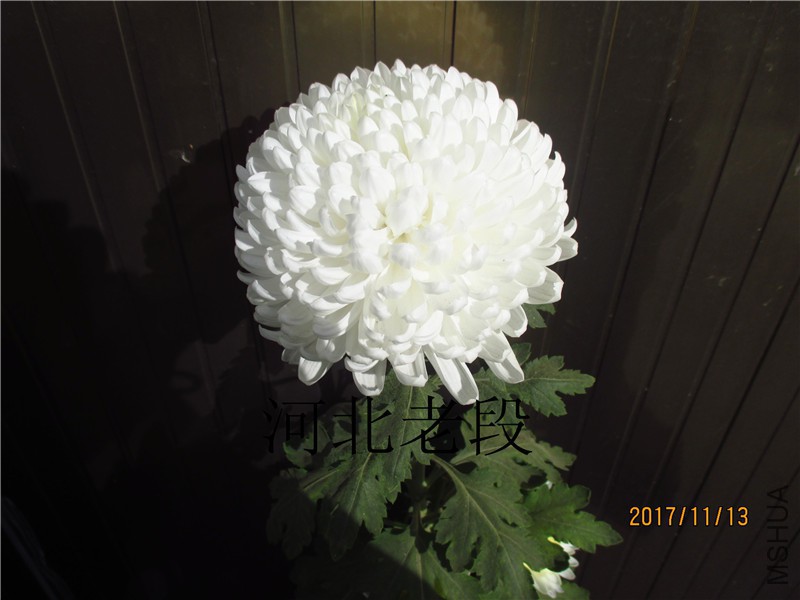 2017�ջ�11.13 003.jpg