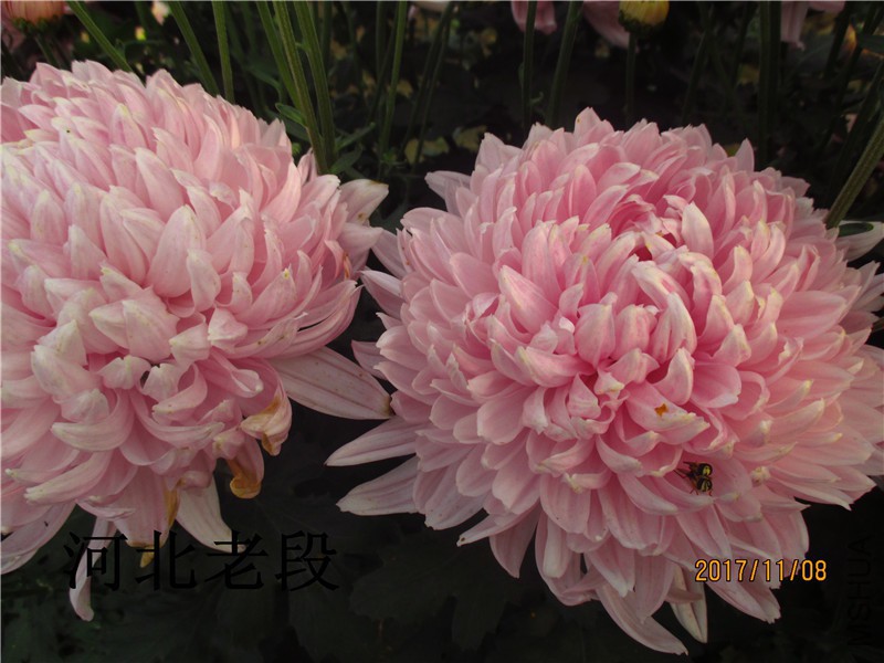 2017�ջ�11.8 035.jpg