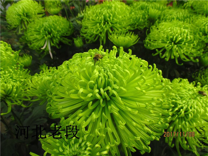 2017�ջ�11.8 034.jpg