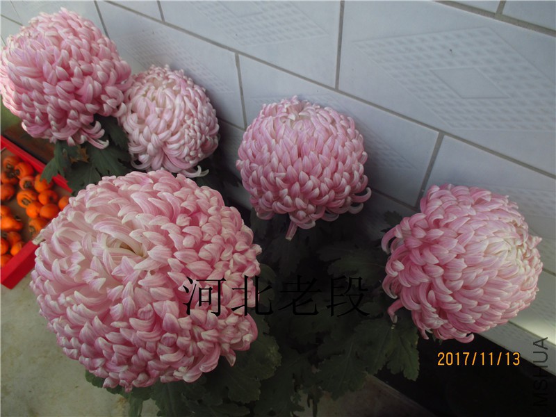 2017�ջ�11.13 005.jpg