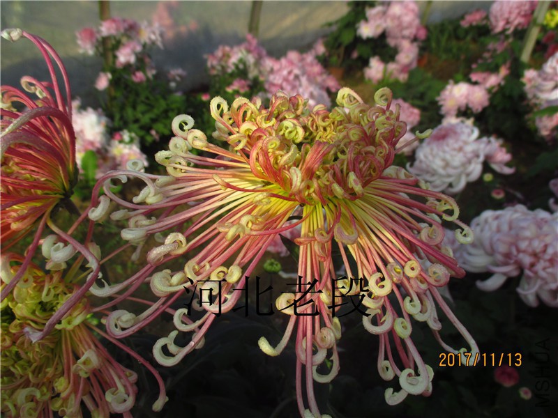 2017�ջ�11.13 018.jpg