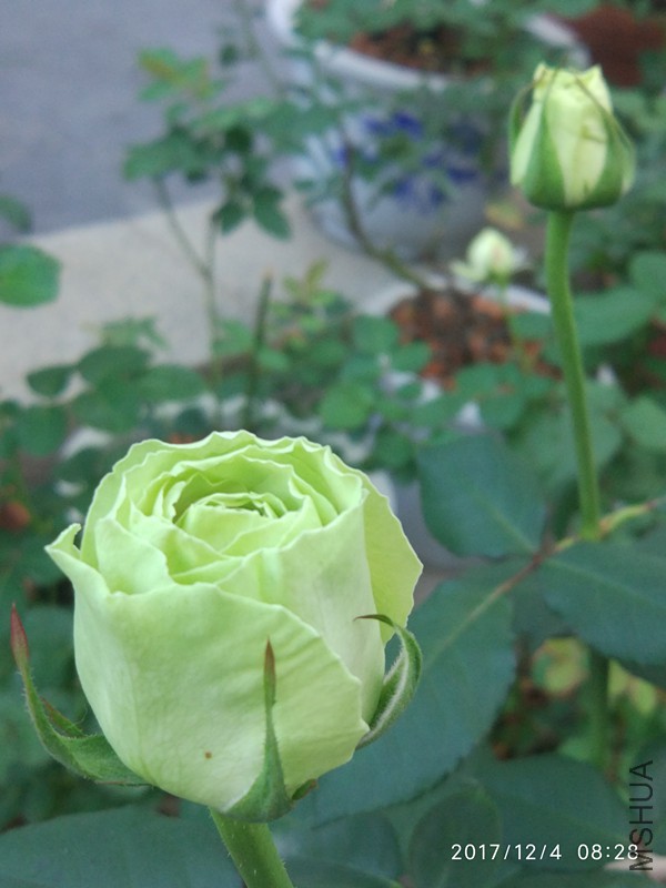 IMG_20171204_03.jpg