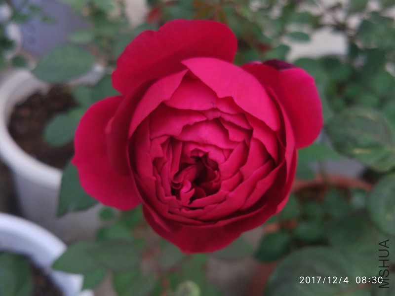 IMG_20171204_08.jpg
