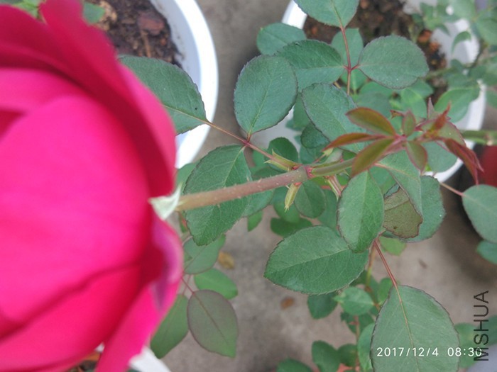 IMG_20171204_08-1.jpg