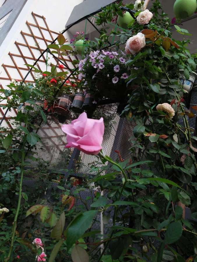 ΢��ͼƬ_20171204191343.jpg