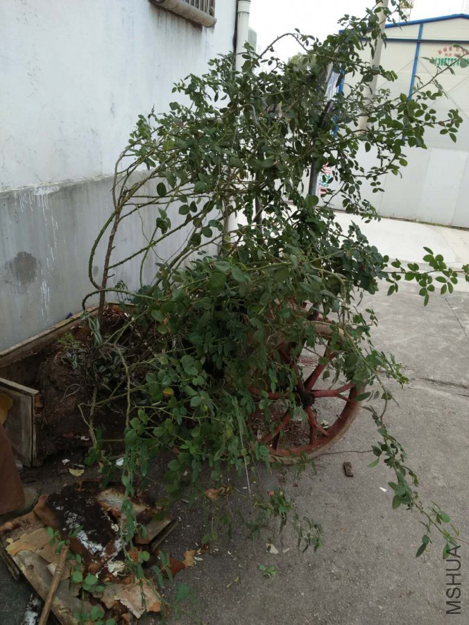 ΢��ͼƬ_20171204191720.jpg
